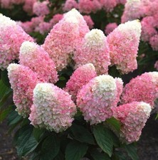 Pink shades hydrangea for sale  Mobile