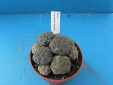 Puna bonnieae inermis for sale  BIRMINGHAM