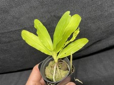 Cyrtorchis chailluana species for sale  Linwood