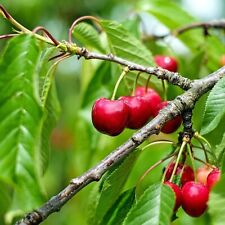 Bare root fruit for sale  DUNGANNON
