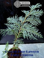 Oregon blue lawson for sale  Sheridan