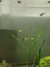 Aquarium guppy endler d'occasion  Limoges-