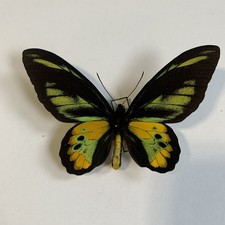 Entomologia ornitotteri redsch usato  Spedire a Italy