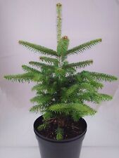 Real living nordmann for sale  STROUD
