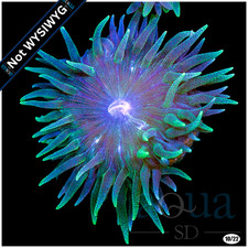 182 aquasd live for sale  USA