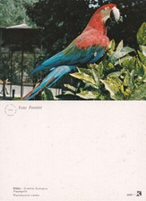 Pappagallo. giardino zoologico usato  Italia
