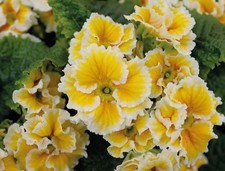 Primula vulgaris sacarina for sale  BECCLES