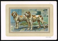 Griffon vendéen dog d'occasion  Expédié en Belgium