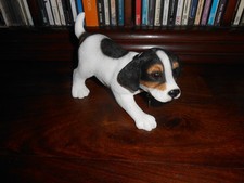 Leonardo jack russell for sale  WADEBRIDGE
