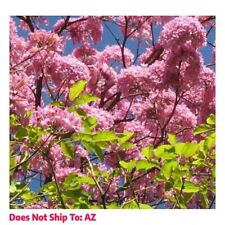 Pink trumpet tree for sale  Miami