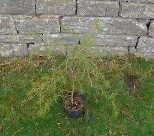 Cedrus deodara deodar for sale  MORPETH