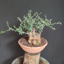 Pre bonsai olivastro usato  San Pancrazio Salentino