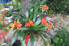 2011 clivia fleur d'occasion  Maintenon