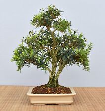 Bonsai indoor chin gebraucht kaufen  Saarwellingen
