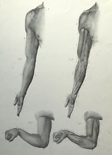 Anatomy man fore for sale  BOURNE END