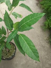 Ficus salicifolia d'occasion  La Baule-Escoublac