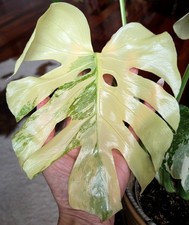 Rare monstera thai for sale  Glenmoore
