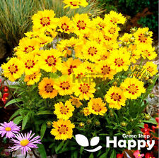 Coreopsis sterntaler 150 for sale  DONCASTER