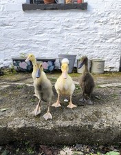 Indian runner duck for sale  CARMARTHEN