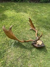 Antique taxidermy fallow for sale  BILLERICAY