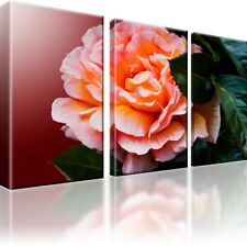 Rose blume blüte gebraucht kaufen  Deutschland