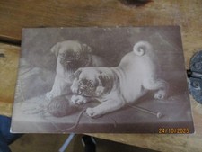 Pug puppy dog for sale Pug puppy dog for sale  WELLINGBOROUGH