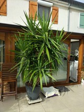 Plante verte d'occasion  Laon