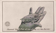 Horned toad pet for sale  Wrightwood
