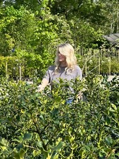 100cm container holly for sale  YORK