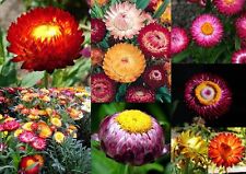 1000 samen helichrysum gebraucht kaufen  Ludwigshafen am Rhein
