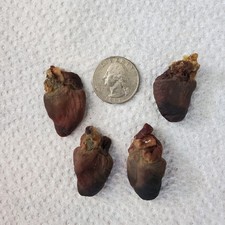 Mummified chicken hearts for sale  Cedar Bluff
