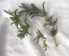 Senecio ice plant for sale  POTTERS BAR