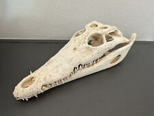 Krokodilschädel crocodylus ni gebraucht kaufen  Hamburg