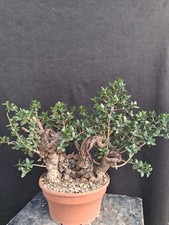 Bonsai phillyrea usato  Montevarchi