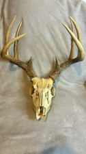Whitetail deer skull for sale  English