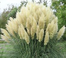 Cortaderia selloana white gebraucht kaufen  Goch