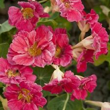 Flower nasturtium cherry for sale  WREXHAM