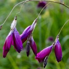 Dierama pulcherrimum dark for sale  TRURO