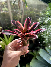 Bromeliad sale neoregelia for sale  USA
