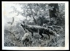 Usado, Família de raposas à vista... Estampa antiga... 1889 comprar usado  Enviando para Brazil