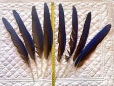 Plumes bleu rouge d'occasion  Toulon-
