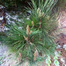 Pino carrasco  ( pinus halepensis ) 55 Semillas - seeds  aptas para  bonsai comprar usado  Enviando para Brazil