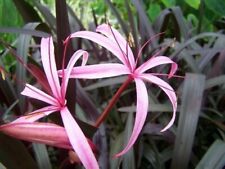 Red bog lily for sale  Tolleson
