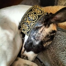 Collier lévrier galgo d'occasion  Peymeinade