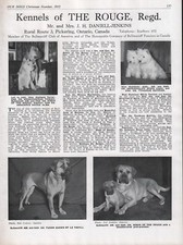 Bullmastiff dog breed for sale  COLEFORD