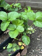 Organic strawberries bare for sale  Beaver