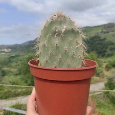 Vaso pianta rara usato  Caronia
