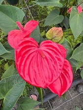 Anthurium ritma mature for sale  Miami
