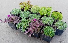Pflanzen bodendecker mix gebraucht kaufen  Sonsbeck