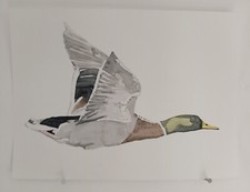 Canard colvert vol d'occasion  Bouaye